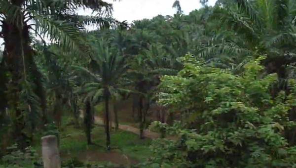 Rumonge : De la location des palmiers à huile au détournement 